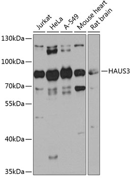 Western blot analysis of extracts of various cell lines using HAUS3 Polyclonal Antibody at 1:1000 dilution.