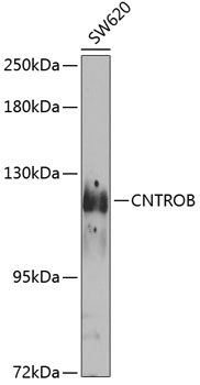 Western blot analysis of extracts of SW620 cells using CNTROB Polyclonal Antibody at 1:1000 dilution.