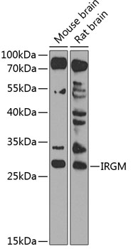 Western blot analysis of extracts of various cell lines using IRGM Polyclonal Antibody at 1:1000 dilution.
