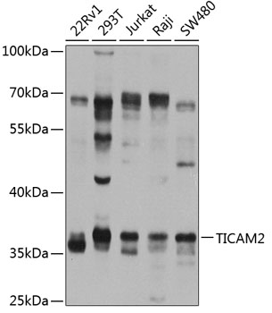 Western blot analysis of extracts of various cell lines using TICAM2 Polyclonal Antibody at 1:1000 dilution.