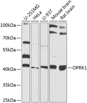 Western blot analysis of extracts of various cell lines using OPRK1 Polyclonal Antibody at 1:1000 dilution.