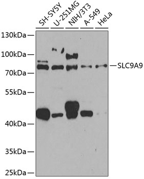 Western blot analysis of extracts of various cell lines using SLC9A9 Polyclonal Antibody at 1:1000 dilution.