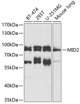 Western blot analysis of extracts of various cell lines using MID2 Polyclonal Antibody at 1:1000 dilution.