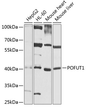 Western blot analysis of extracts of various cell lines using POFUT1 Polyclonal Antibody at 1:1000 dilution.