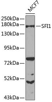 Western blot analysis of extracts of MCF-7 cells using SFI1 Polyclonal Antibody at 1:1000 dilution.