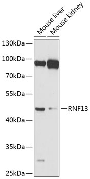 Western blot analysis of extracts of various cell lines using RNF13 Polyclonal Antibody at 1:1000 dilution.