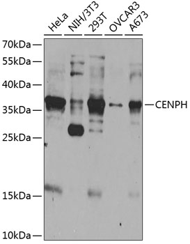 Western blot analysis of extracts of various cell lines using CENPH Polyclonal Antibody at 1:1000 dilution.