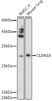 Western blot analysis of extracts of various cell lines using CLDN18 Polyclonal Antibody at 1:1000 dilution.