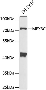 Western blot analysis of extracts of SH-SY5Y cells using MEX3C Polyclonal Antibody at 1:1000 dilution.