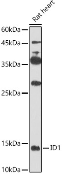 Western blot analysis of extracts of Rat heart using ID1 Polyclonal Antibody at 1:500 dilution.