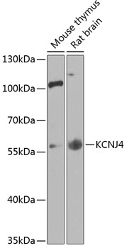 Western blot analysis of extracts of various cell lines using KCNJ4 Polyclonal Antibody at 1:1000 dilution.