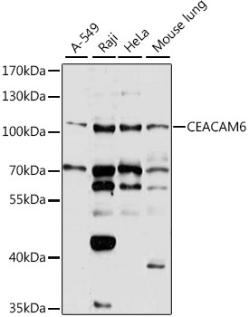 Western blot analysis of extracts of various cell lines using CEACAM6 Polyclonal Antibody at 1:1000 dilution.