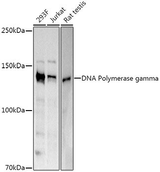 Western blot analysis of extracts of various cell lines using DNA Polymerase gamma Polyclonal Antibody at 1:500 dilution.