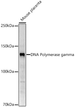 Western blot analysis of extracts of Mouse placenta using DNA Polymerase gamma Polyclonal Antibody antibody at 1:500 dilution.