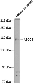 Western blot analysis of extracts of mouse pancreas using ABCC8 Polyclonal Antibody at 1:1000 dilution.