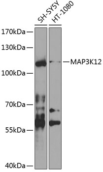 Western blot analysis of extracts of various cell lines using MAP3K12 Polyclonal Antibody at 1:1000 dilution.