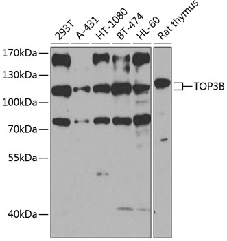 Western blot analysis of extracts of various cell lines using TOP3B Polyclonal Antibody at 1:1000 dilution.