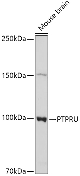 Western blot analysis of extracts of Mouse brain cells using PTPRU Polyclonal Antibody at 1:1000 dilution.