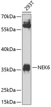 Western blot analysis of extracts of 293T cells using NEK6 Polyclonal Antibody at 1:1000 dilution.