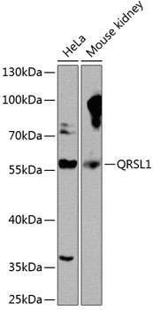 Western blot analysis of extracts of various cell lines using QRSL1 Polyclonal Antibody at 1:1000 dilution.