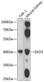 Western blot analysis of extracts of various cell lines using EXO5 Polyclonal Antibody at 1:1000 dilution.