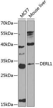 Western blot analysis of extracts of various cell lines using DERL1 Polyclonal Antibody at 1:1000 dilution.