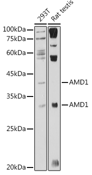 Western blot analysis of extracts of various cell lines using AMD1 Polyclonal Antibody at 1:1000 dilution.