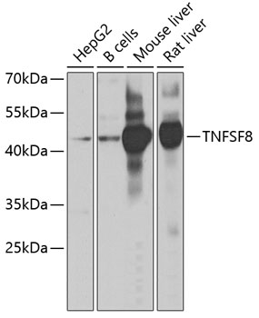 Western blot analysis of extracts of various cell lines using TNFSF8 Polyclonal Antibody at 1:1000 dilution.