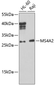 Western blot analysis of extracts of various cell lines using MS4A2 Polyclonal Antibody at 1:1000 dilution.