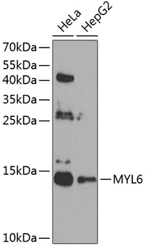 Western blot analysis of extracts of various cell lines using MYL6 Polyclonal Antibody at 1:1000 dilution.