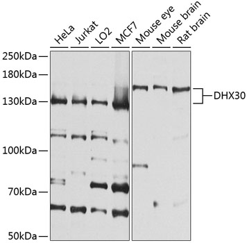 Western blot analysis of extracts of various cell lines using DHX30 Polyclonal Antibody at 1:1000 dilution.