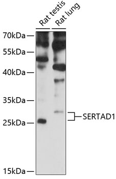 Western blot analysis of extracts of various cell lines using SERTAD1 Polyclonal Antibody at 1:3000 dilution.