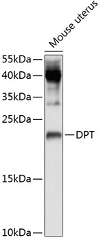 Western blot analysis of extracts of mouse uterus using DPT Polyclonal Antibody at 1:1000 dilution.