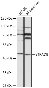 Western blot analysis of extracts of various cell lines using STRADB Polyclonal Antibody at 1:1000 dilution.