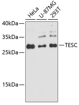 Western blot analysis of extracts of various cell lines using TESC Polyclonal Antibody at 1:3000 dilution.