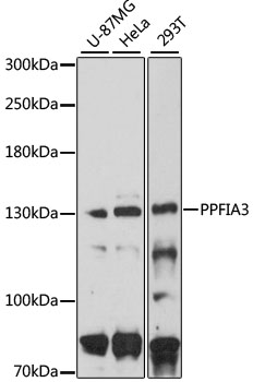 Western blot analysis of extracts of various cell lines using PPFIA3 Polyclonal Antibody at 1:3000 dilution.