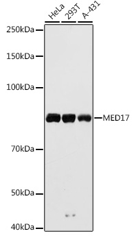 Western blot analysis of extracts of various cell lines using MED17 Polyclonal Antibody at 1:1000 dilution.