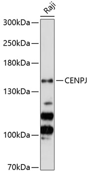 Western blot analysis of extracts of Raji cells using CENPJ Polyclonal Antibody at 1:3000 dilution.