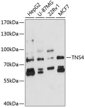 Western blot analysis of extracts of various cell lines using TNS4 Polyclonal Antibody at 1:3000 dilution.