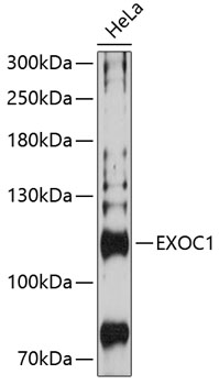 Western blot analysis of extracts of HeLa cells using EXOC1 Polyclonal Antibody at 1:3000 dilution.