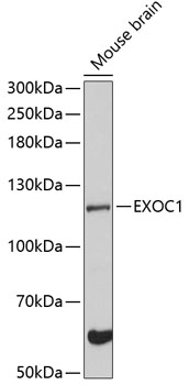 Western blot analysis of extracts of mouse brain using EXOC1 Polyclonal Antibody at 1:3000 dilution.