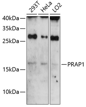 Western blot analysis of extracts of various cell lines using PRAP1 Polyclonal Antibody at 1:3000 dilution.