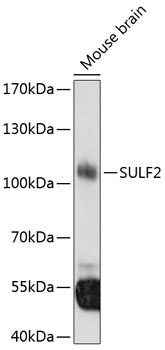 Western blot analysis of extracts of mouse brain using SULF2 Polyclonal Antibody at 1:3000 dilution.