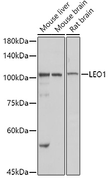 Western blot analysis of extracts of various cell lines using LEO1 Polyclonal Antibody at 1:1000 dilution.