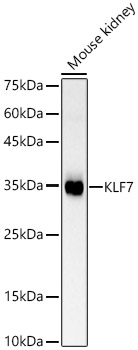 Western blot analysis of Mouse kidney using KLF7 Polyclonal Antibody at 1:500 dilution.