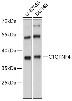 Western blot analysis of extracts of various cell lines using C1QTNF4 Polyclonal Antibody at 1:3000 dilution.