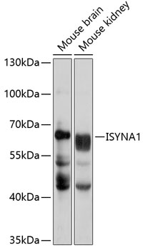 Western blot analysis of extracts of various cell lines using ISYNA1 Polyclonal Antibody at 1:1000 dilution.