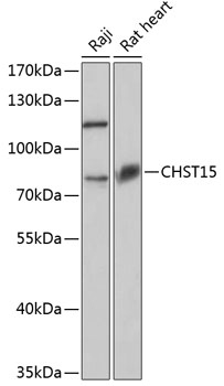 Western blot analysis of extracts of various cell lines using CHST15 Polyclonal Antibody at 1:3000 dilution.