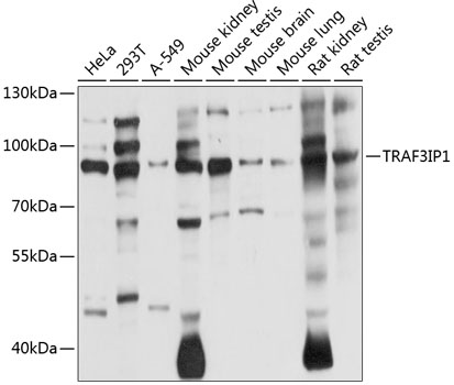 Western blot analysis of extracts of various cell lines using TRAF3IP1 Polyclonal Antibody at 1:1000 dilution.