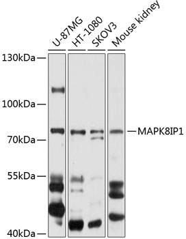 Western blot analysis of extracts of various cell lines using MAPK8IP1 Polyclonal Antibody at 1:1000 dilution.